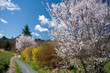 Spring country lane