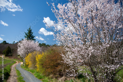 Photo: Spring country lane Spring country lane