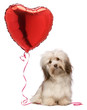 Lover Valentine Havanese dog Lover Valentine Havanese dog