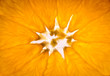 slice of orange slice of orange