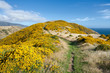 Photo: New Zealand landscape. Mountains covered by yellow flowers. New Zealand landscape. Mountains covered by yellow flowers.