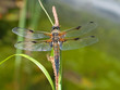 Libelle - Odonata