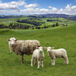 Sheep and wo lambs grazing on the picturesque landscape backgrou Sheep and wo lambs grazing on the picturesque landscape backgrou