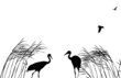 two cranes in rush on white