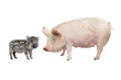 Pig
