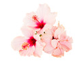 hibiscus flower