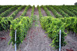 Filari di vigneto su fondo bianco Filari di vigneto su fondo bianco