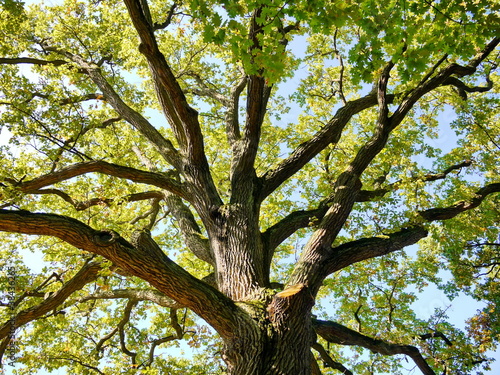 Naklejka na szybę Eiche Baumkrone Baum Natur