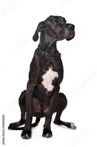 Photo: Black Great Dane Black Great Dane