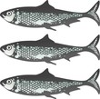 Fresh Sardines