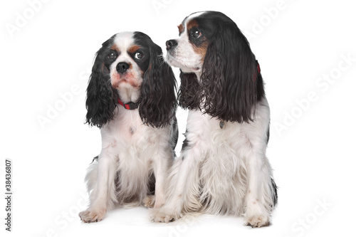 Photo: Two Cavalier King Charles Spaniels Two Cavalier King Charles Spaniels