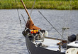 Dog on boat