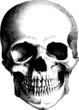 human skull