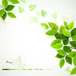 Vector: branch with fresh green leaves branch with fresh green leaves
