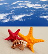 Starfish on the beach on blue sky background Starfish on the beach on blue sky background