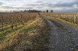 Vignoble de Dardagny au coucher de soleil pendant l'hiver. Vignoble de Dardagny au coucher de soleil pendant l'hiver.
