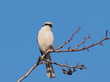 Northern Grey Shrike, Lanius excubitor Northern Grey Shrike, Lanius excubitor
