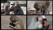 Video: Affen Affen