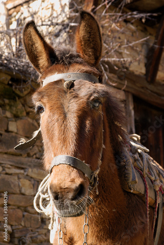 Photo: Donkey Donkey