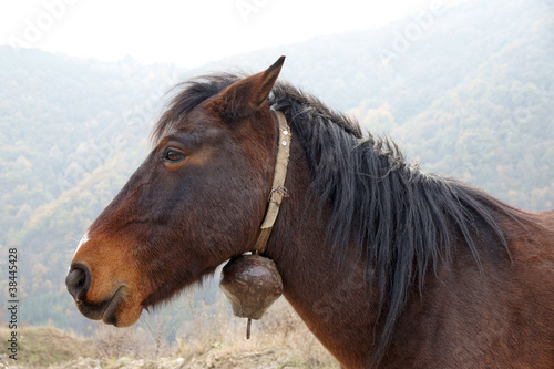 Photo: Mule Mule