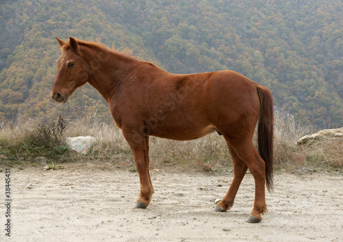 Photo: Horse Horse
