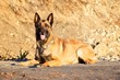 Belgian Malinois