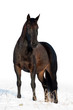 Black horse in winter