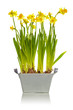 Yellow daffodils Yellow daffodils