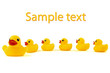 Ducks