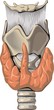 thyroid gland (Glandula Thyroidea)