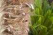 date palm