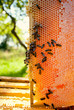 Worker bees