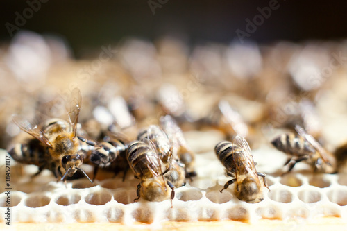 Photo: Worker bees Worker bees