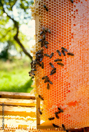 Photo: Worker bees Worker bees
