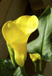 Isolated calla lily