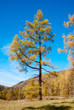 Yellow larch