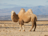 Bactrian camel in the steppes of Mongolia - Fine Art prints