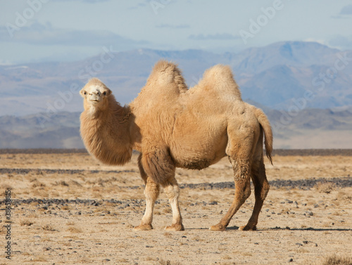 Photo: Bactrian camel in the steppes of Mongolia Bactrian camel in the steppes of Mongolia