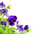 violet
