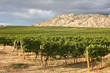 Vineyard, Okanagan Valley, British Columbia Vineyard, Okanagan Valley, British Columbia