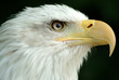 Bald Eagle 05