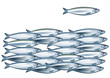 Sardinen