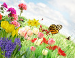 Spring Flowers