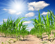 Corn field