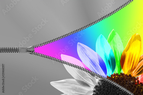 Illustration: Zip tournesol couleur Zip tournesol couleur