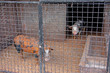Pair of pigs in stable