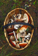 Basket of different mushrooms Basket of different mushrooms