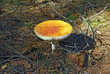 Mushroms in the forest. Mushroms in the forest.