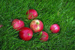 Red Apple In Grass Red Apple In Grass