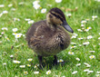 Chick